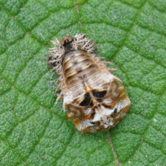 Chlamydocassis laticollis