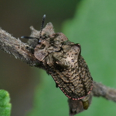Chlamydocassis laticollis