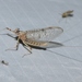 Stream Mayflies - Photo (c) James Bailey, some rights reserved (CC BY-NC), uploaded by James Bailey