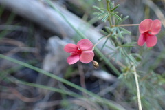 Indigofera punctata