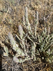 Chloropyron palmatum