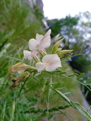 Vicia grandiflora