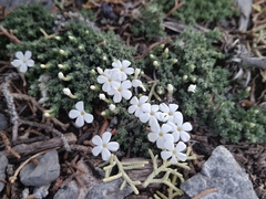 Phlox condensata