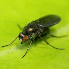Poecilobothrus nobilitatus