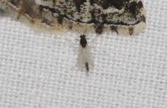 Endochironomus nigricans