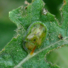 Gratiana boliviana
