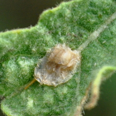 Gratiana boliviana