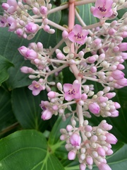 Medinilla speciosa