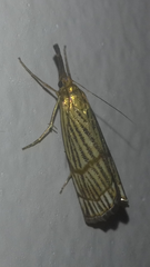 Chrysocramboides craterella