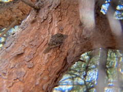 Certhia brachydactyla