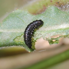 Macrohaltica transversa