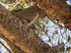 Certhia brachydactyla