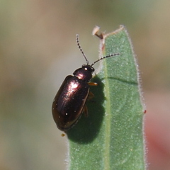 Macrohaltica transversa