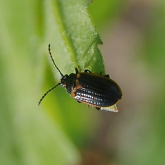 Microtheca ochroloma