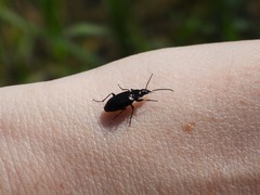 Carabidae