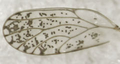 Acizzia acaciaebaileyanae