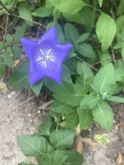 Platycodon