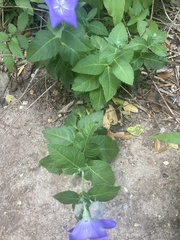 Platycodon