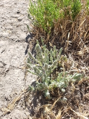 Chloropyron palmatum