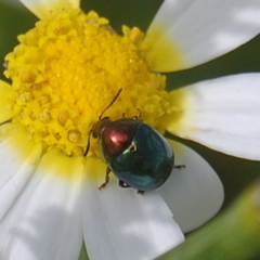 Spintherophyta semiaurata