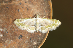 Eupithecia fausta
