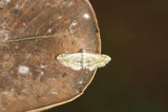 Eupithecia fausta