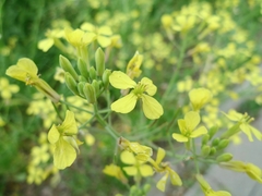 Raphanus raphanistrum