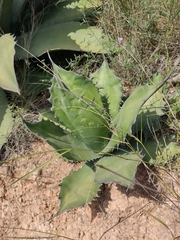 Agave salmiana ferox