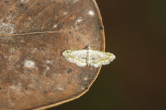Eupithecia fausta
