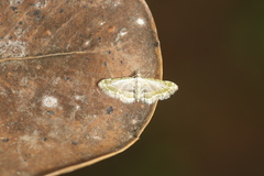 Eupithecia fausta