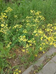 Raphanus raphanistrum