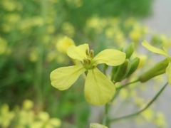 Raphanus raphanistrum