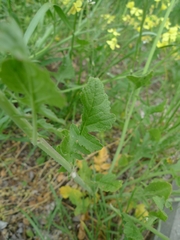 Raphanus raphanistrum