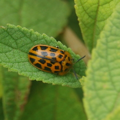 Eurypedus peltoides