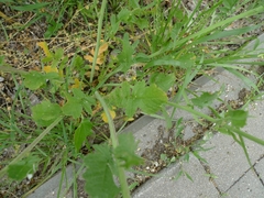 Raphanus raphanistrum