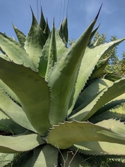 Agave salmiana ferox
