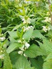 Lamium album