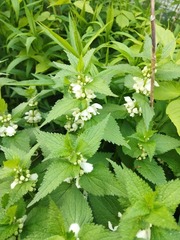 Lamium album