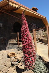 Echium wildpretii image