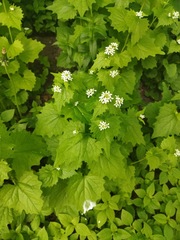 Alliaria petiolata