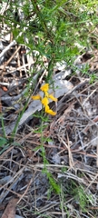 Genista triacanthos