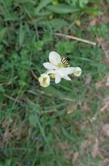 Thalictrum tuberosum