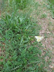 Thalictrum tuberosum