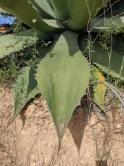 Agave salmiana ferox