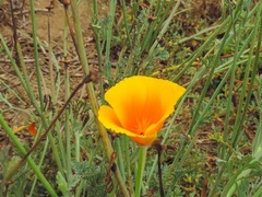 Eschscholzia californica californica