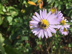 Eristalis kyokoae