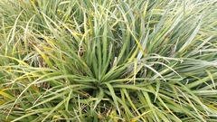 Fascicularia bicolor