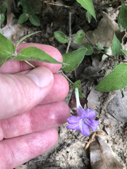 Ruellia pedunculata