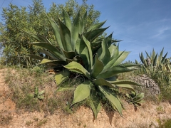 Agave salmiana ferox