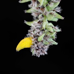 Taphrina johansonii